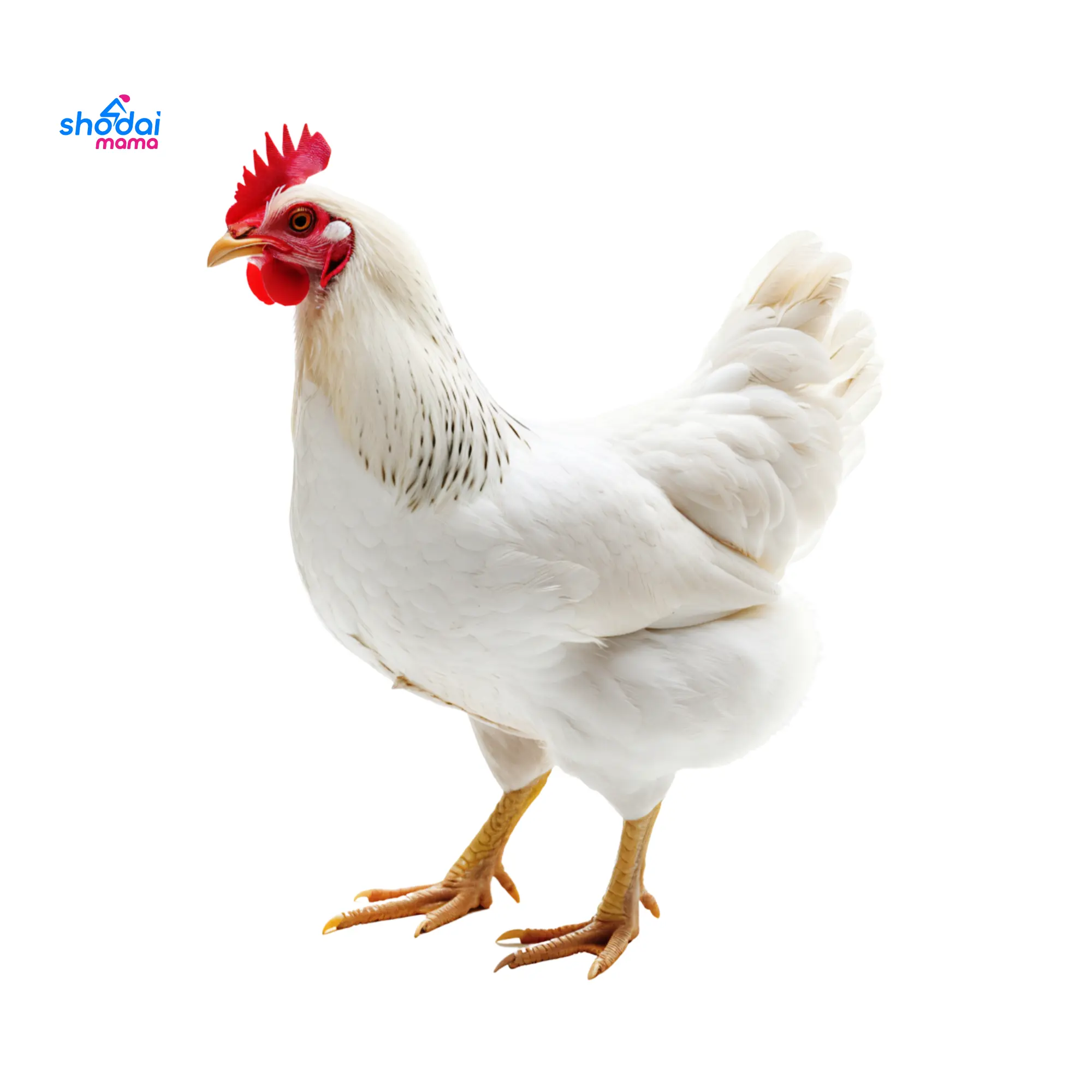 Poultry Chicken Per 1 KG Live