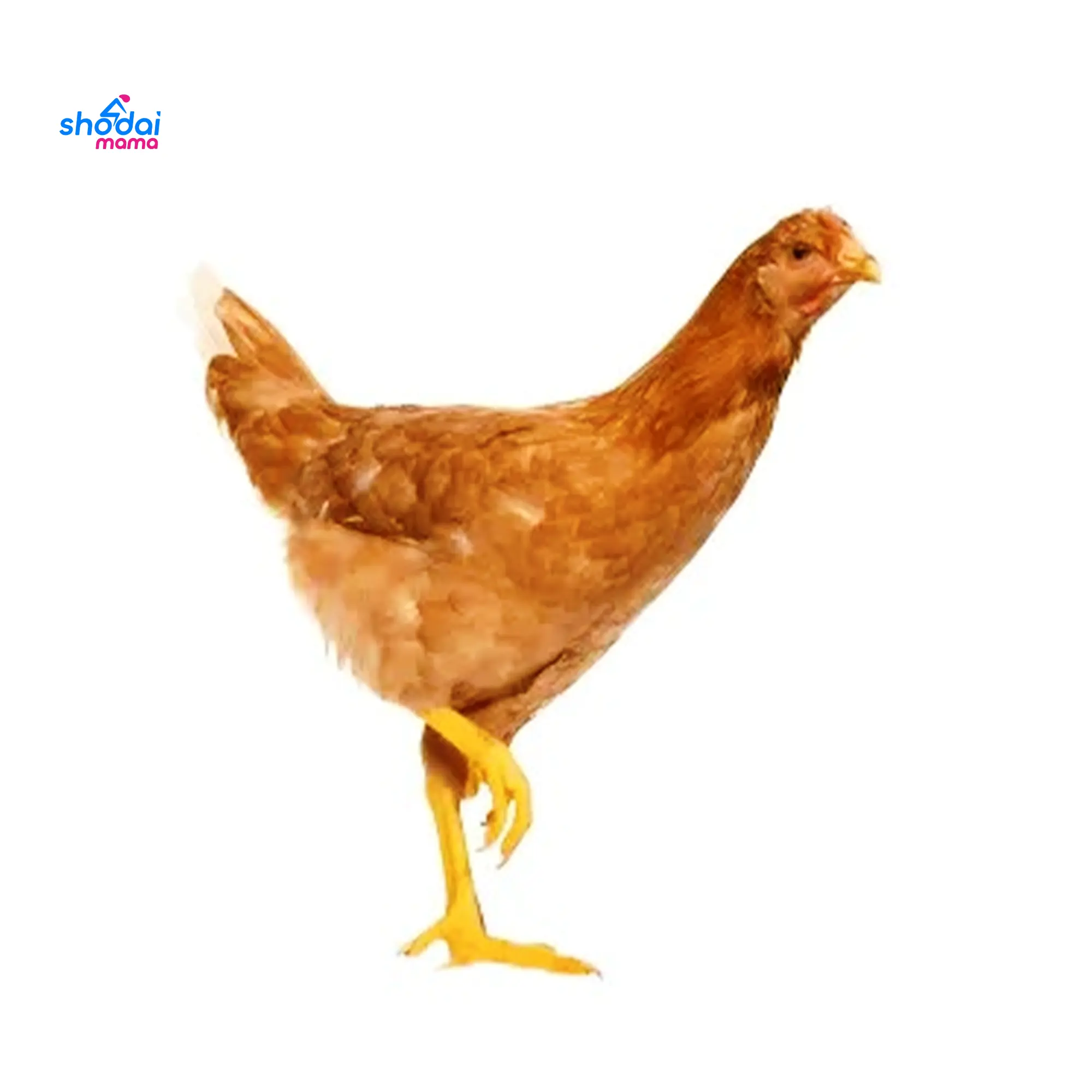 Deshi Chicken Per 1 KG Live